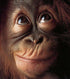 Monkey Face Diamond Painting Kit